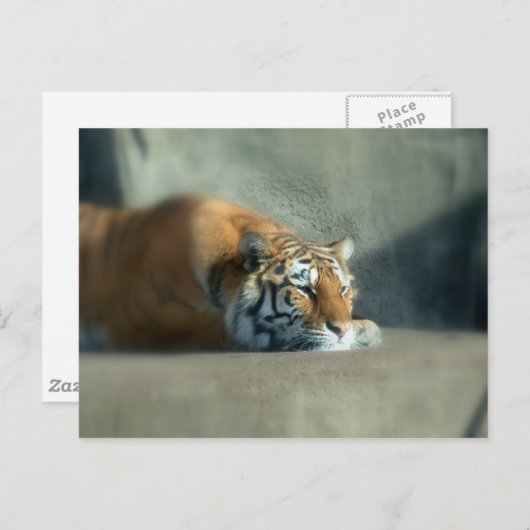 Carte Postale tiger2 (Devant / Derrière)