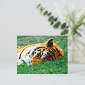 Carte postale Tiger allongé (Debout devant)