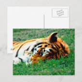 Carte postale Tiger allongé (Devant / Derrière)