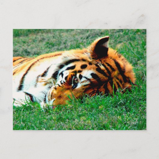 Carte postale Tiger allongé (Devant)