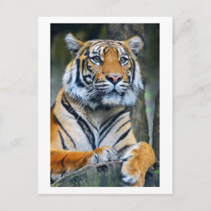 Carte Postale Tiger Animaux sauvages Vie Photographie de la vie 