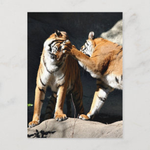 Carte Postale Tiger Bash