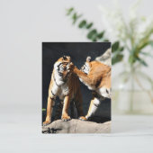 Carte Postale Tiger Bash (Debout devant)