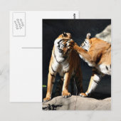 Carte Postale Tiger Bash (Devant / Derrière)