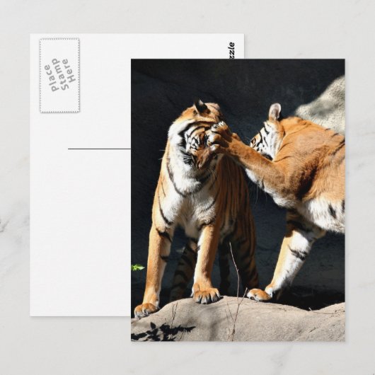 Carte Postale Tiger Bash (Devant / Derrière)