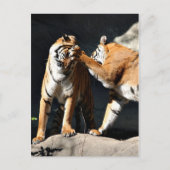 Carte Postale Tiger Bash (Devant)