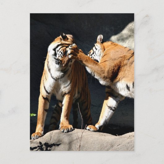 Carte Postale Tiger Bash (Devant)