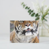 Carte postale Tiger Bengale (Debout devant)