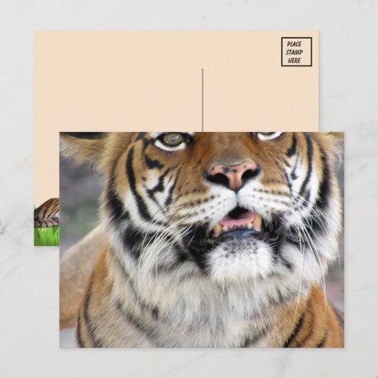 Carte postale Tiger Bengale (Devant / Derrière)