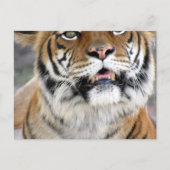 Carte postale Tiger Bengale (Devant)