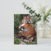 Carte Postale Tiger Big Cat impressions (Debout devant)