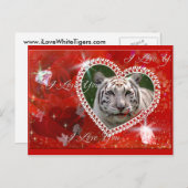 Carte postale Tiger blanc (Devant / Derrière)
