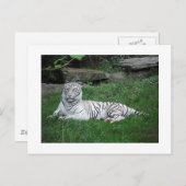 Carte postale Tiger blanc (Devant / Derrière)