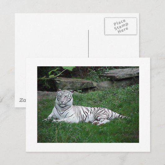 Carte postale Tiger blanc (Devant / Derrière)