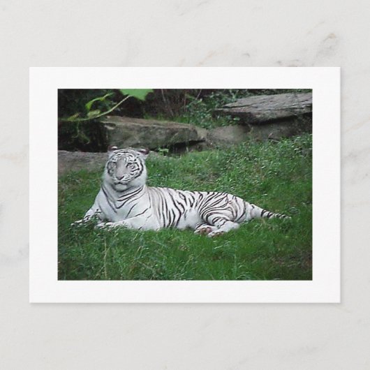 Carte postale Tiger blanc (Devant)