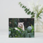 Carte postale Tiger blanc (Debout devant)