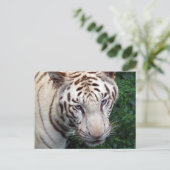 Carte postale Tiger blanc (Debout devant)