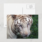 Carte postale Tiger blanc (Devant / Derrière)