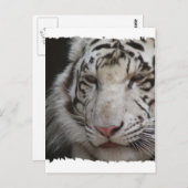 Carte postale Tiger blanc (Devant / Derrière)