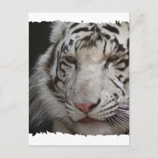 Carte postale Tiger blanc (Devant)