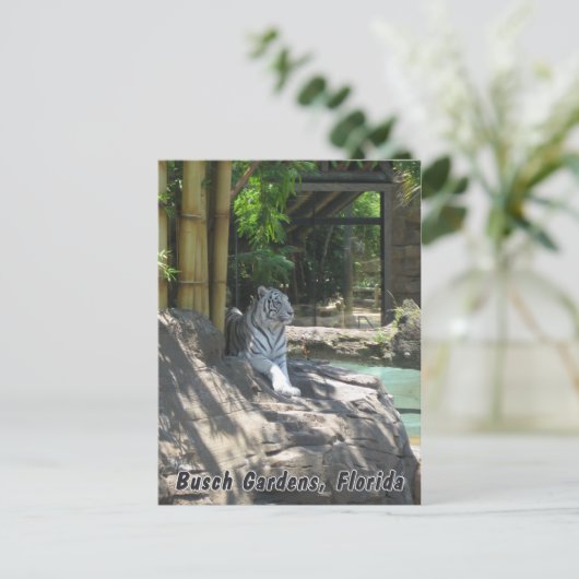 Carte postale Tiger blanc (Debout devant)