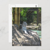 Carte postale Tiger blanc (Devant / Derrière)