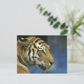 Carte Postale Tiger CloseUp Sideways Photographie (Debout devant)