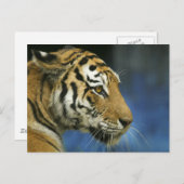 Carte Postale Tiger CloseUp Sideways Photographie (Devant / Derrière)