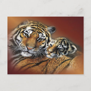 Carte postale Tiger & Cub