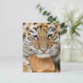 Carte postale Tiger Cub (Debout devant)