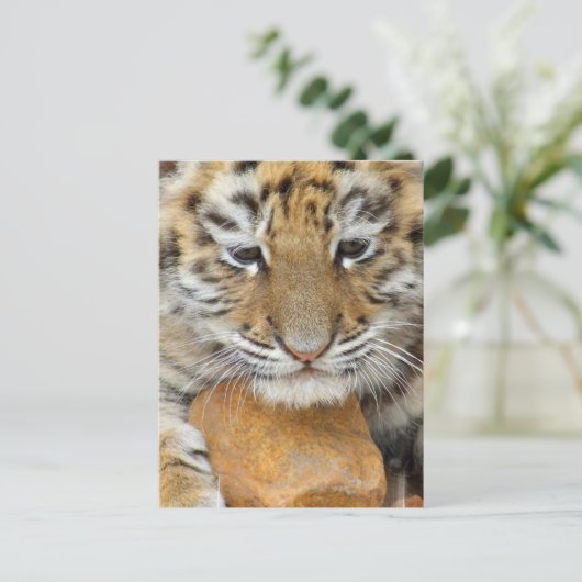 Carte postale Tiger Cub (Debout devant)