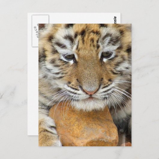 Carte postale Tiger Cub (Devant / Derrière)