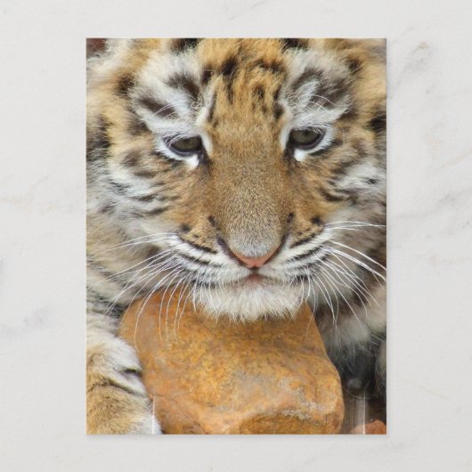 Carte postale Tiger Cub (Devant)