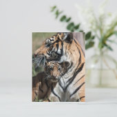 Carte Postale Tiger cub (Debout devant)