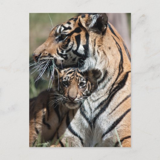 Carte Postale Tiger cub (Devant)
