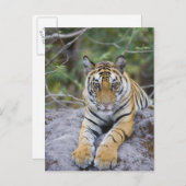 Carte Postale Tiger cub, Bandhavgarh National Park, India (Devant / Derrière)