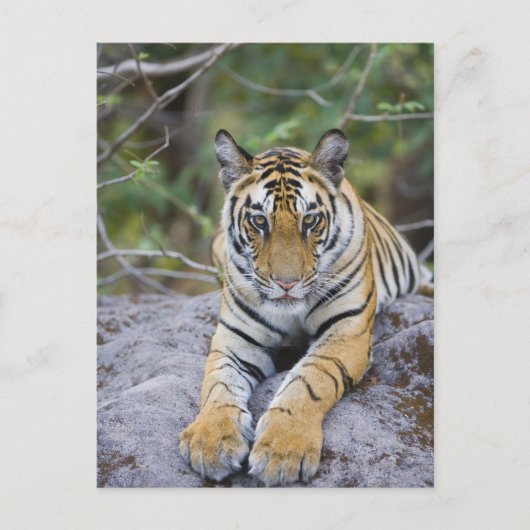 Carte Postale Tiger cub, Bandhavgarh National Park, India (Devant)