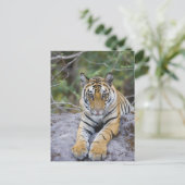 Carte Postale Tiger cub, Bandhavgarh National Park, India (Debout devant)