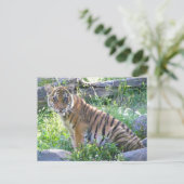 Carte Postale Tiger Cub Portrait 2 (Debout devant)