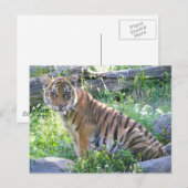 Carte Postale Tiger Cub Portrait 2 (Devant / Derrière)
