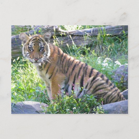 Carte Postale Tiger Cub Portrait 2 (Devant)