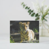 Carte Postale Tiger Cub Portrait 4 (Debout devant)