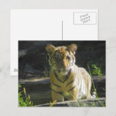 Carte Postale Tiger Cub Portrait 4 (Devant / Derrière)