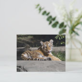 Carte Postale Tiger Cub sur les rochers (Debout devant)