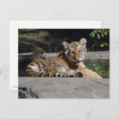 Carte Postale Tiger Cub sur les rochers (Devant / Derrière)