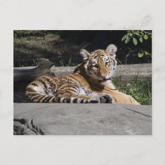 Carte Postale Tiger Cub sur les rochers (Devant)