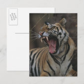 Carte Postale Tiger Cub Yawning (Devant / Derrière)
