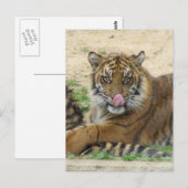 Carte postale Tiger Cubs (Devant / Derrière)