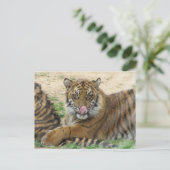 Carte postale Tiger Cubs (Debout devant)