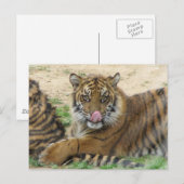 Carte postale Tiger Cubs (Devant / Derrière)